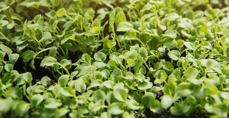Flower seedlings. Thick shoots of lobelia. Lobelia seedlings.
