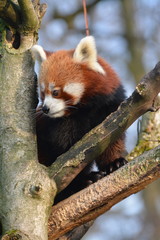 red panda in tree