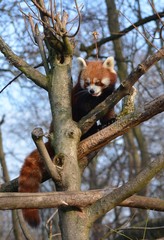 Fototapeta premium red panda on the tree