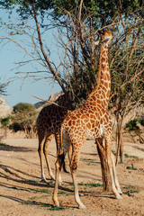 Obraz premium giraffes reaching for leaves in UAE 