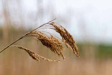 Reed at Weymouth Lodmoore Country Park