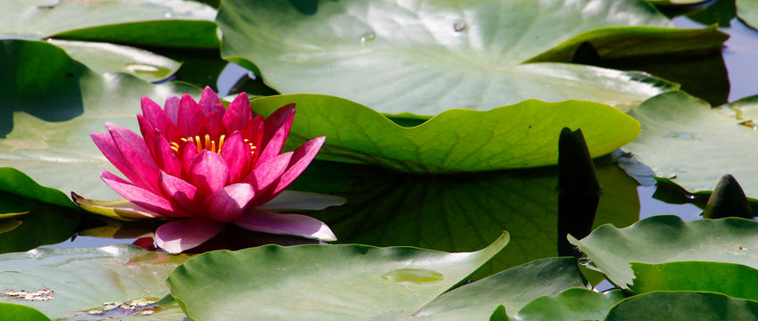睡蓮 スイレン 睡蓮花 スイレン花 スイレンの花 睡蓮の花 赤い睡蓮 赤いスイレン 白い睡蓮 白いスイレン Stock Photo Adobe Stock