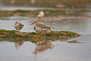 knot wading in the shallow pools at low tide 