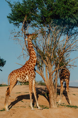 giraffes reaching for leaves in UAE 