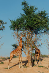 giraffes reaching for leaves in UAE 