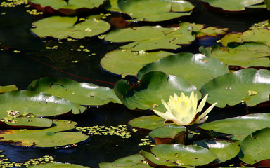 睡蓮　スイレン　睡蓮花　スイレン花　スイレンの花　睡蓮の花　赤い睡蓮　赤いスイレン　白い睡蓮　白いスイレン