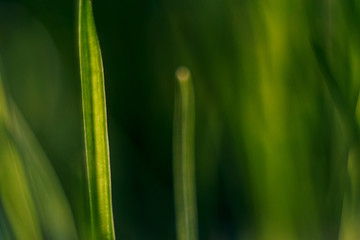 green grass closeup on green abstract background