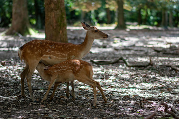 奈良の鹿