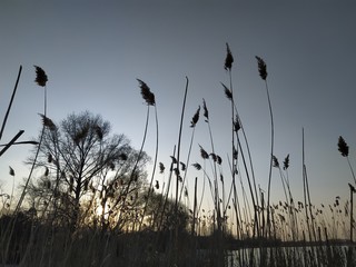 reeds at sunset