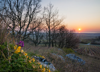 Sunrise on lake Neusiedlersee in Burgenland in spring