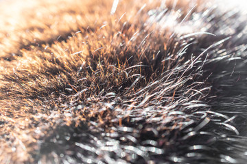 Cat hair in the sun: black, brown, gold, bokeh, blur, background, texture, macro, close-up

