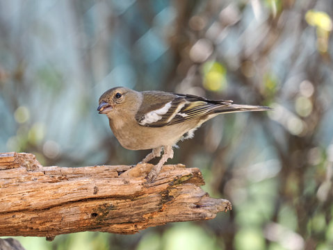 Female of Chaffinch (Fringilla coelebs), with disease, infection, incrustation in the legs
