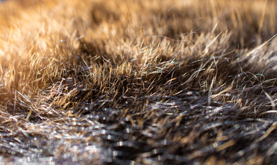 Cat hair in the sun: black, brown, gold, bokeh, blur, background, texture, macro, close-up
