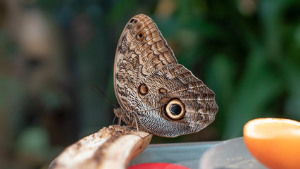 Fototapeta premium Nahaufnahme eines Schmetterlings von der Seite auf einem Stock