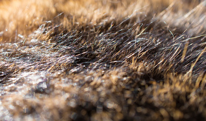 Cat hair in the sun: black, brown, gold, bokeh, blur, background, texture, macro, close-up
