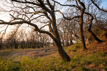 Fototapeta na wymiar Gnarled oak trees in spring in Burgenland