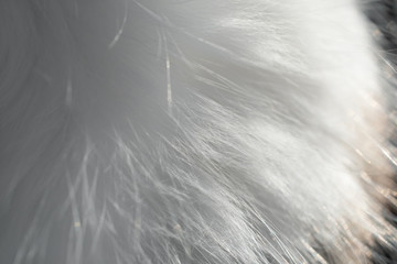 White cat hair: fluffy, long, in the sun, pure wool for background, blur, texture, close-up, macro