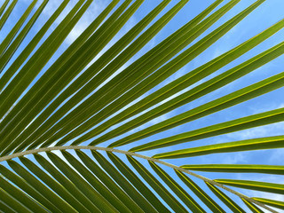 Floral background. Beautiful texture of palm leaf on sky background. Green natural background. Horizontal, blur, cropped shot, side view. Nature concept.