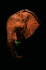 Photo of a baby elephant chewing on a leaf