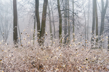 Park Lubomirskich w Dojlidach, Białystok, Podlasie  Polska. Mgła, szron i przymrozek w Parku Lubomirskich © podlaski49