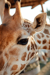 Feeding carrot to giraffe in the zoo