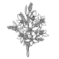 Handdrawn  Starflower Vector Illustration