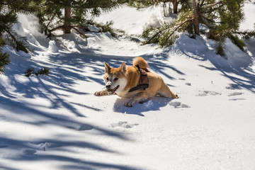 A young Shiba Inu dog with a harness trapped in the deep snow with a pine cone in his mouth