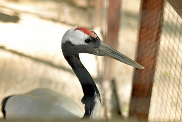 Stork head close-up with blurry background