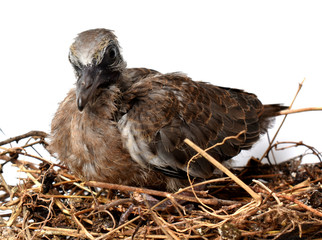 The cute little spotted dove or (spilopelia chinensis) or mountain dove or pearl-necked dove or lace-necked dove or spotted turtle-dove lying in a nest on a white background.