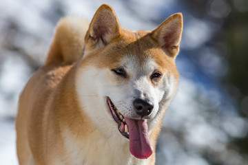 Close up portrait of a shiba inu dog in the snow showing his tongue on a sunny day