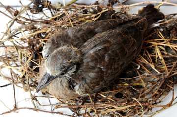 The cute little spotted dove or (spilopelia chinensis) or mountain dove or pearl-necked dove or lace-necked dove or spotted turtle-dove lying in a nest on a white background.