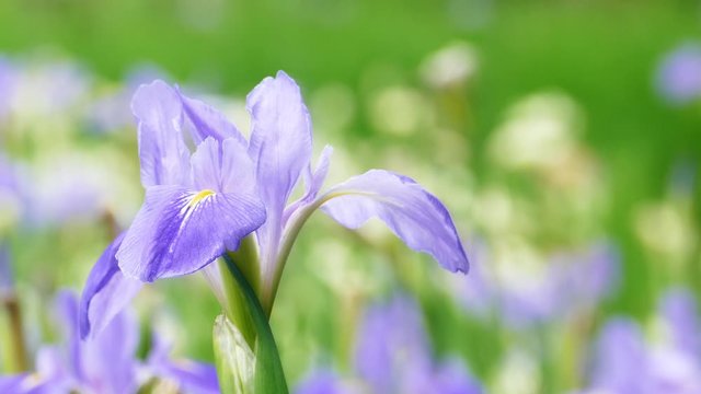 Violet iris flowers (Iris germanica) on blurred green natural garden background