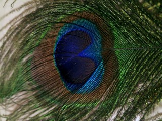 peacock feather closeup