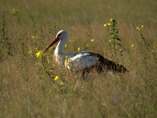  White stork (Ciconia ciconia) and surrounding countryside