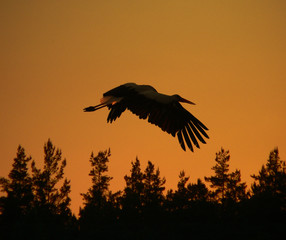  White stork (Ciconia ciconia) and surrounding countryside