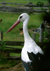  White stork (Ciconia ciconia) and surrounding countryside