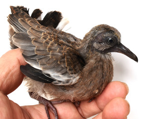 The cute little spotted dove or (spilopelia chinensis) or mountain dove or pearl-necked dove or lace-necked dove or spotted turtle-dove and a gentle left hand on a white background.