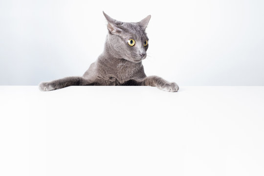 The expression and gesture of a Russian blue cat that can be used as a banner.
a cat portrait.