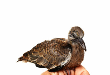 The cute little spotted dove or (spilopelia chinensis) or mountain dove or pearl-necked dove or lace-necked dove or spotted turtle-dove and a gentle left hand on a white background.