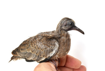 The cute little spotted dove or (spilopelia chinensis) or mountain dove or pearl-necked dove or lace-necked dove or spotted turtle-dove and a gentle left hand on a white background.