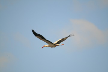 Fototapeta na wymiar White stork (Ciconia ciconia) and surrounding countryside