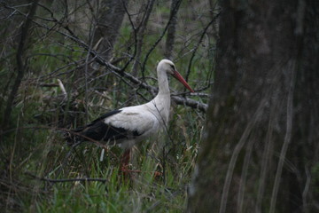  White stork (Ciconia ciconia) and surrounding countryside