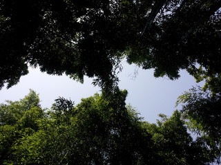 Bamboo forest with a view of the sky