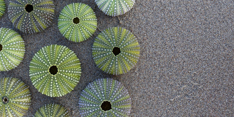 green sea urchin shells close up on wet sand, space for text