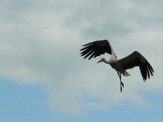  White stork (Ciconia ciconia) and surrounding countryside