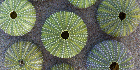 green sea urchin shells close up on wet sand