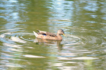 Gray-brown duck swimming on the water of the lake, close-up
