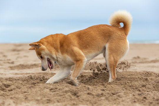 A young shiba inu dog making a hole on the sand of a beach in Barcelona - Powered by Adobe