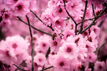 Peach blossom in the sunny day.spring tree with beautiful flowers.