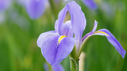 Violet iris flowers (Iris germanica) on blurred green natural garden background
